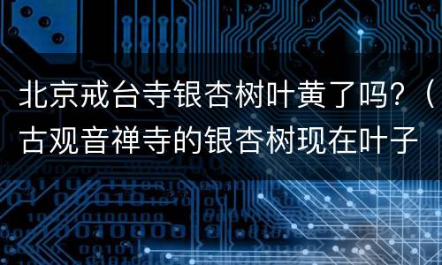 北京戒台寺银杏树叶黄了吗?（古观音禅寺的银杏树现在叶子黄了吗）