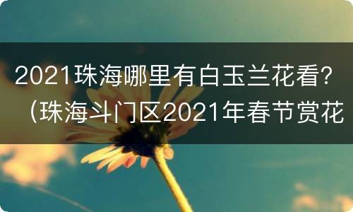 2021珠海哪里有白玉兰花看？（珠海斗门区2021年春节赏花）