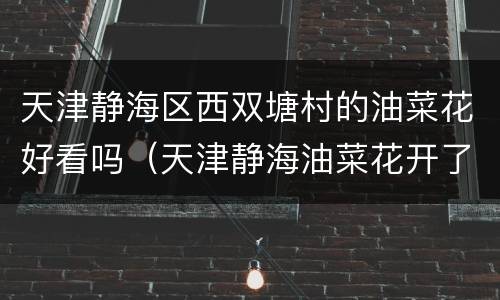 天津静海区西双塘村的油菜花好看吗（天津静海油菜花开了吗）