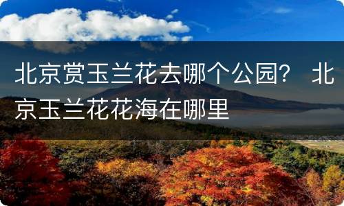 北京赏玉兰花去哪个公园？ 北京玉兰花花海在哪里