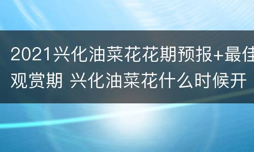 2021兴化油菜花花期预报+最佳观赏期 兴化油菜花什么时候开花季节