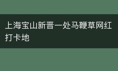 上海宝山新晋一处马鞭草网红打卡地