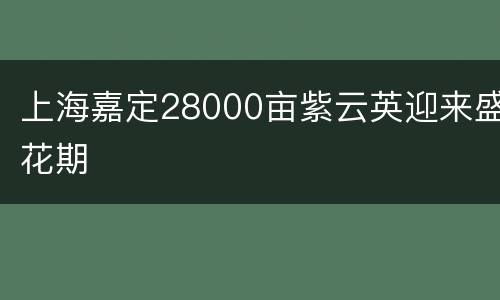上海嘉定28000亩紫云英迎来盛花期