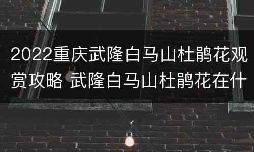 2022重庆武隆白马山杜鹃花观赏攻略 武隆白马山杜鹃花在什么地方