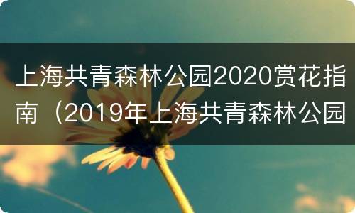 上海共青森林公园2020赏花指南（2019年上海共青森林公园花展）