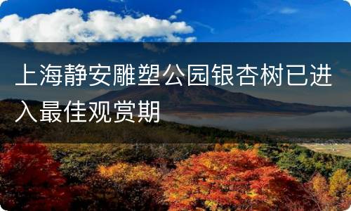 上海静安雕塑公园银杏树已进入最佳观赏期
