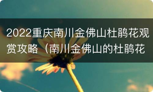 2022重庆南川金佛山杜鹃花观赏攻略（南川金佛山的杜鹃花开了吗）