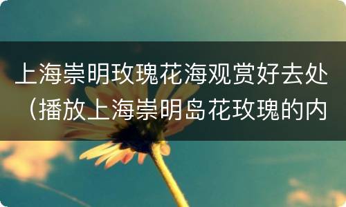 上海崇明玫瑰花海观赏好去处（播放上海崇明岛花玫瑰的内容）