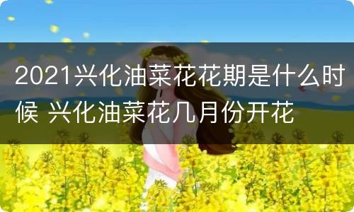 2021兴化油菜花花期是什么时候 兴化油菜花几月份开花