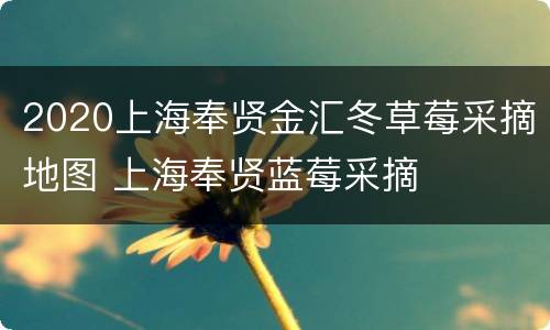 2020上海奉贤金汇冬草莓采摘地图 上海奉贤蓝莓采摘