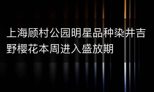 上海顾村公园明星品种染井吉野樱花本周进入盛放期