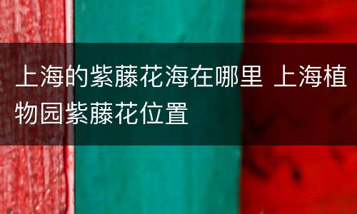 上海的紫藤花海在哪里 上海植物园紫藤花位置