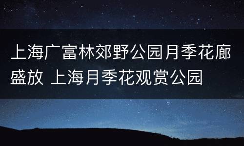 上海广富林郊野公园月季花廊盛放 上海月季花观赏公园