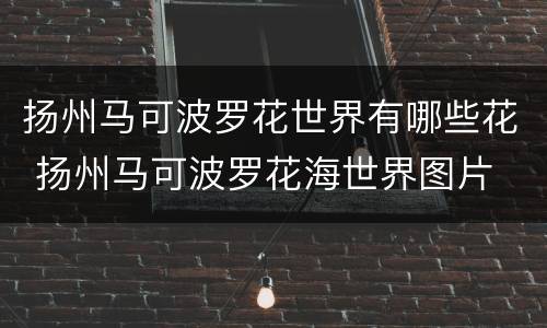 扬州马可波罗花世界有哪些花 扬州马可波罗花海世界图片