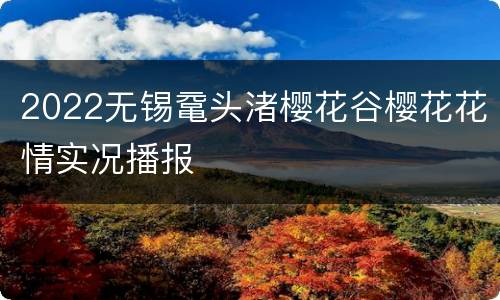 2022无锡鼋头渚樱花谷樱花花情实况播报