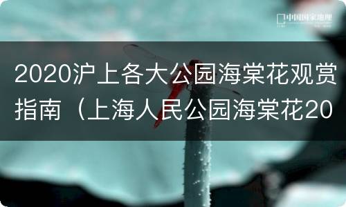 2020沪上各大公园海棠花观赏指南（上海人民公园海棠花2021）