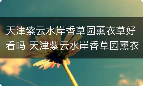 天津紫云水岸香草园薰衣草好看吗 天津紫云水岸香草园薰衣草好看吗图片