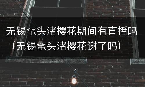 无锡鼋头渚樱花期间有直播吗（无锡鼋头渚樱花谢了吗）