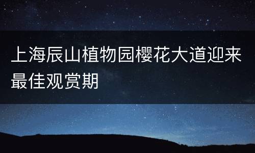 上海辰山植物园樱花大道迎来最佳观赏期