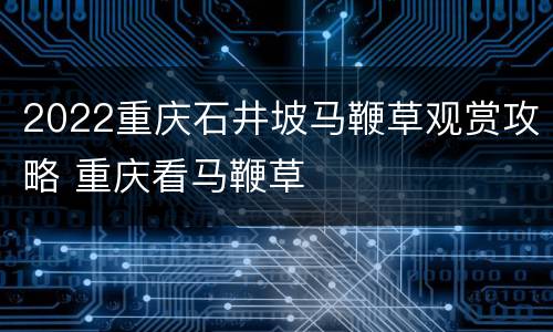 2022重庆石井坡马鞭草观赏攻略 重庆看马鞭草