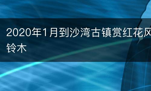 2020年1月到沙湾古镇赏红花风铃木