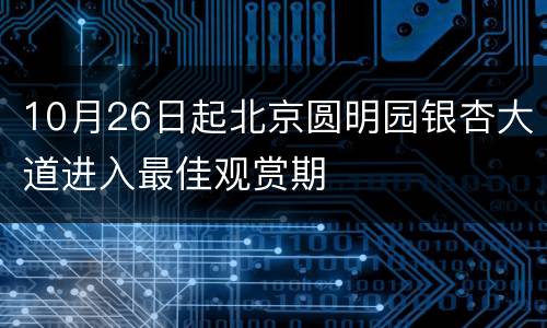 10月26日起北京圆明园银杏大道进入最佳观赏期