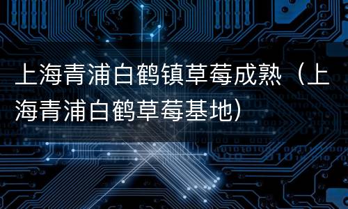 上海青浦白鹤镇草莓成熟（上海青浦白鹤草莓基地）