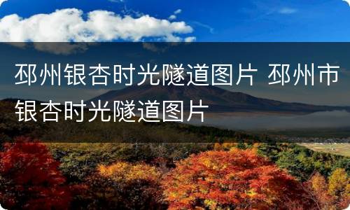邳州银杏时光隧道图片 邳州市银杏时光隧道图片