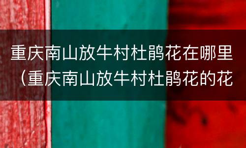 重庆南山放牛村杜鹃花在哪里（重庆南山放牛村杜鹃花的花期）