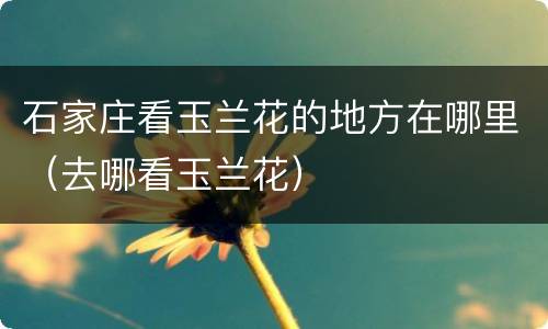 石家庄看玉兰花的地方在哪里（去哪看玉兰花）
