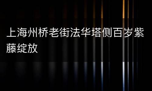 上海州桥老街法华塔侧百岁紫藤绽放