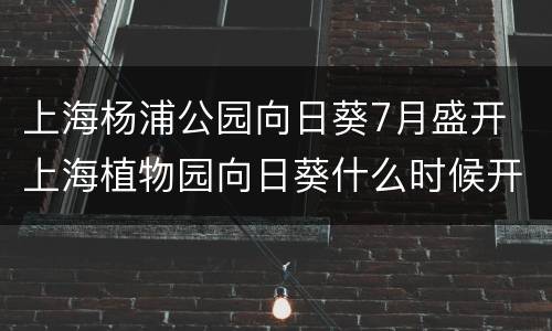 上海杨浦公园向日葵7月盛开 上海植物园向日葵什么时候开