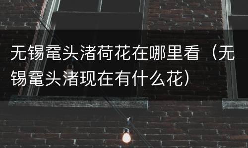 无锡鼋头渚荷花在哪里看（无锡鼋头渚现在有什么花）