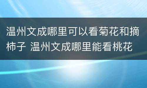 温州文成哪里可以看菊花和摘柿子 温州文成哪里能看桃花