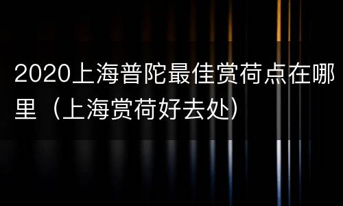 2020上海普陀最佳赏荷点在哪里（上海赏荷好去处）