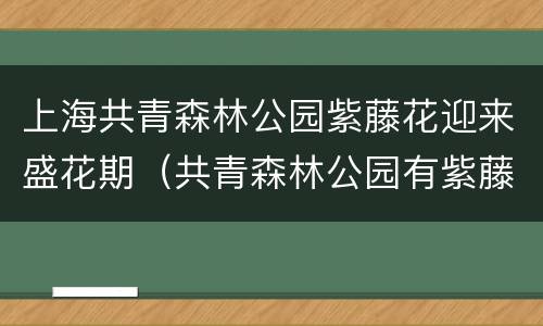 上海共青森林公园紫藤花迎来盛花期（共青森林公园有紫藤花吗）