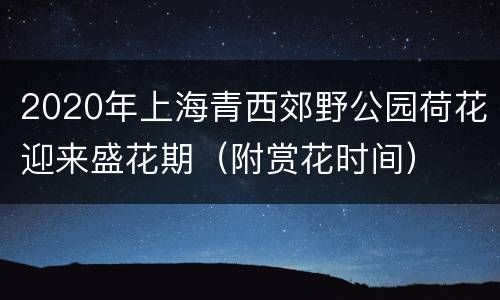 2020年上海青西郊野公园荷花迎来盛花期（附赏花时间）