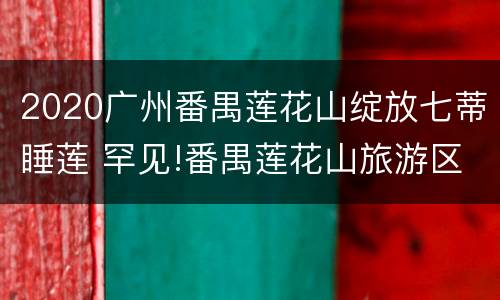 2020广州番禺莲花山绽放七蒂睡莲 罕见!番禺莲花山旅游区三株并蒂莲齐放