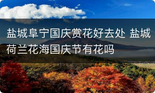 盐城阜宁国庆赏花好去处 盐城荷兰花海国庆节有花吗