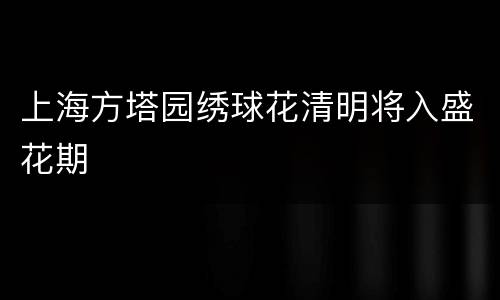 上海方塔园绣球花清明将入盛花期