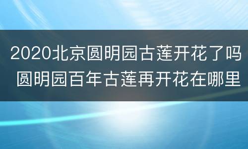 2020北京圆明园古莲开花了吗 圆明园百年古莲再开花在哪里