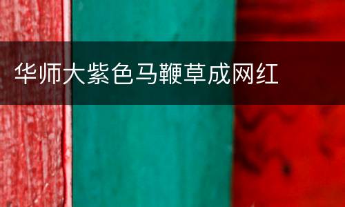 华师大紫色马鞭草成网红
