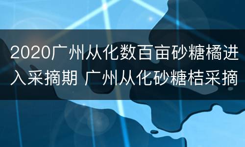 2020广州从化数百亩砂糖橘进入采摘期 广州从化砂糖桔采摘