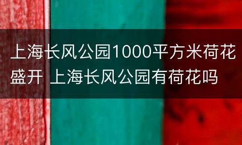 上海长风公园1000平方米荷花盛开 上海长风公园有荷花吗