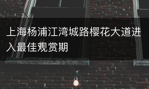 上海杨浦江湾城路樱花大道进入最佳观赏期
