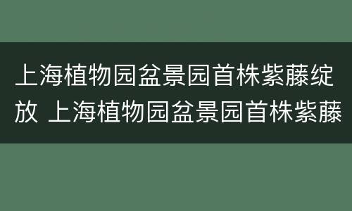 上海植物园盆景园首株紫藤绽放 上海植物园盆景园首株紫藤绽放时间
