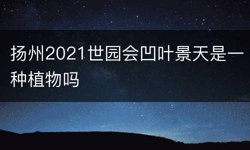 扬州2021世园会凹叶景天是一种植物吗