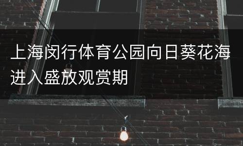 上海闵行体育公园向日葵花海进入盛放观赏期