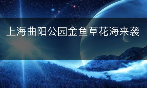 上海曲阳公园金鱼草花海来袭