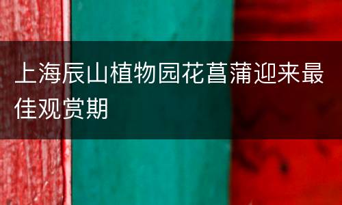 上海辰山植物园花菖蒲迎来最佳观赏期